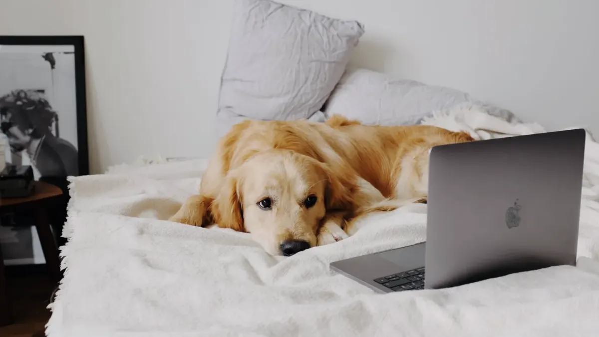 Senior golden retriever resting on a dog bed in a sunlit room
