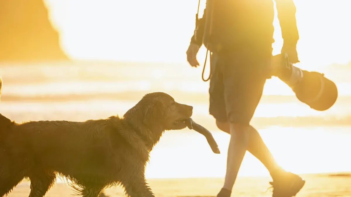 Senior golden retriever walking uphill on a leash beside its owner