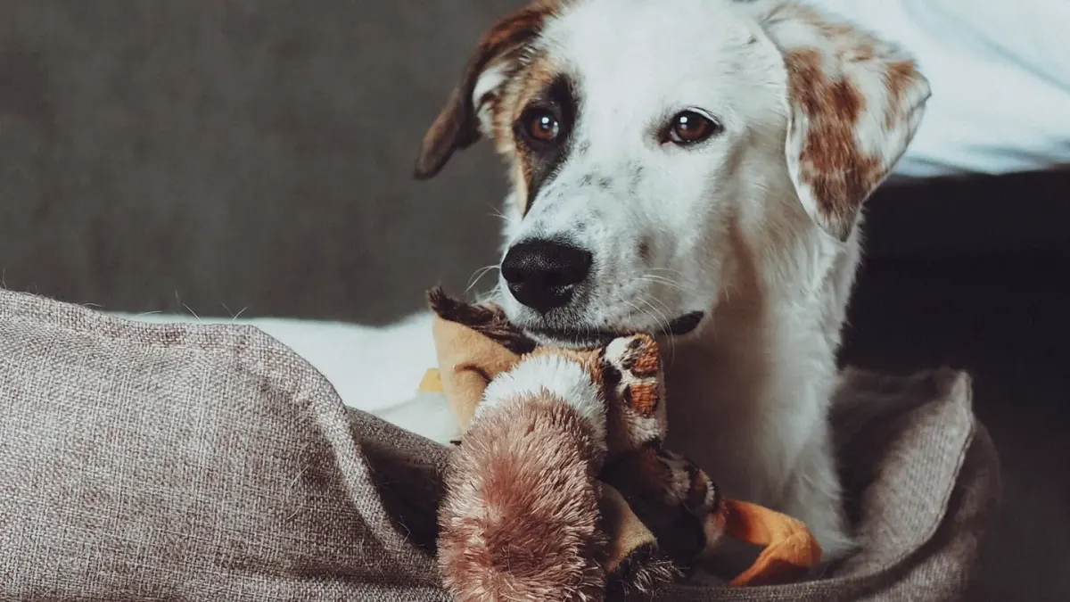 Senior mixed-breed dog resting calmly on a dog bed