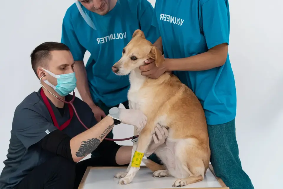 Veterinarian checking a senior dog during a wellness exam with the owner present