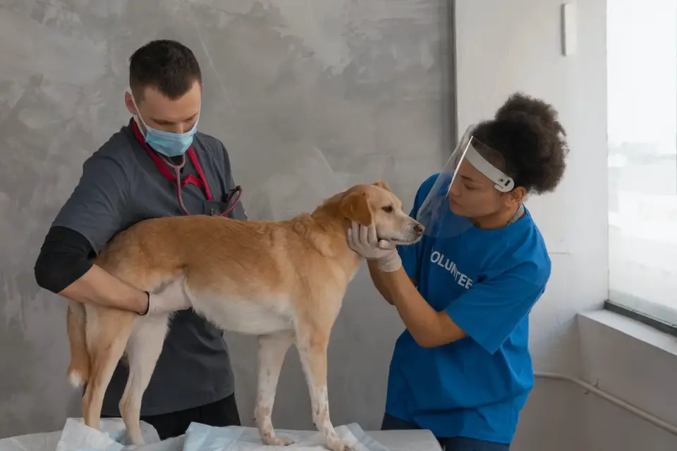 Veterinarian examining a calm senior dog on an exam table