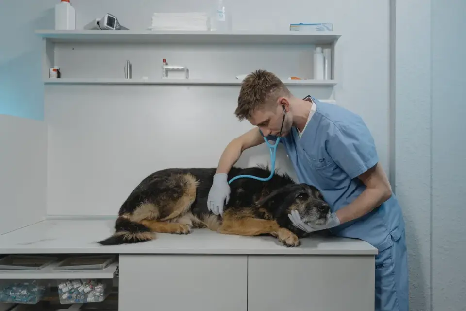 Veterinarian examining a senior dog&#x27;s hips and joints during a wellness visit
