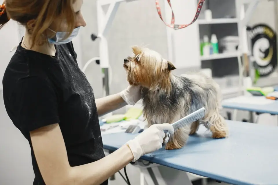 Veterinarian gently examining a dog on an exam table