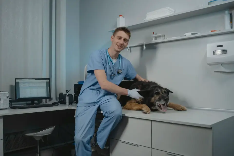 Veterinarian gently examining an older dog&#x27;s hind leg joint during a wellness exam
