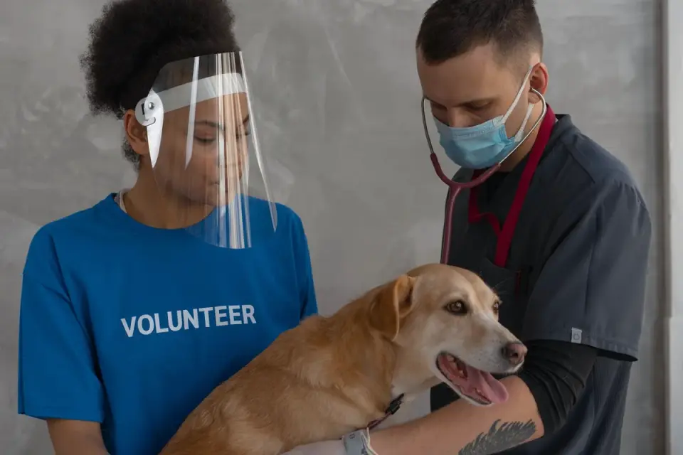 Veterinarian gently examining the hips and hind legs of a senior dog
