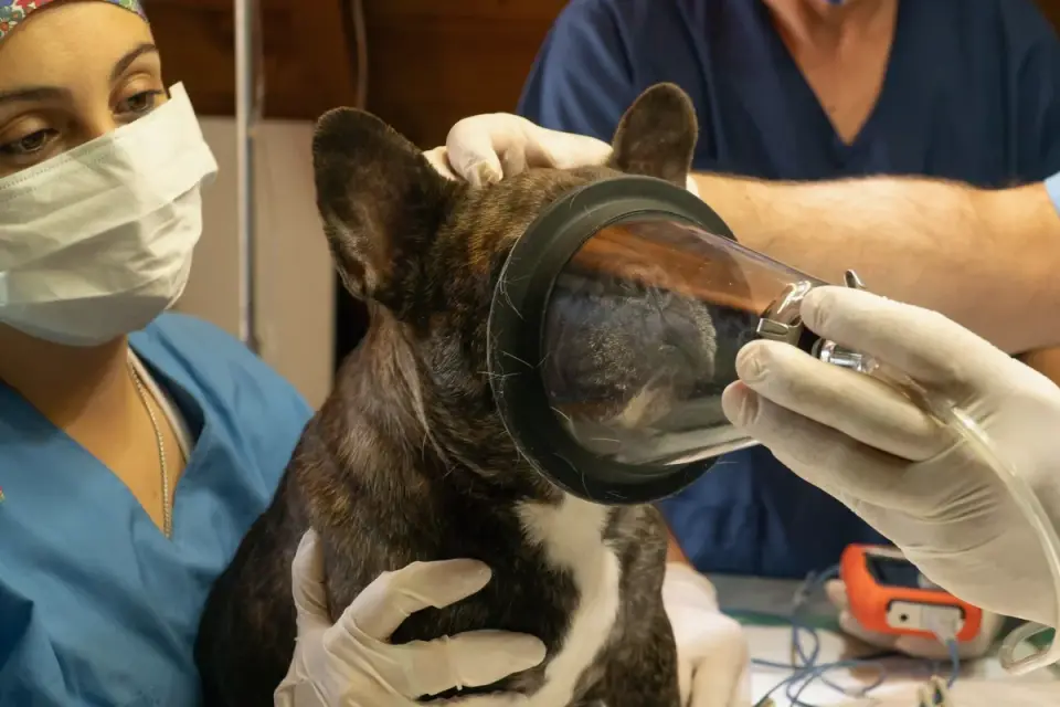 Veterinarian listening to a senior dog&#x27;s heart during a wellness exam