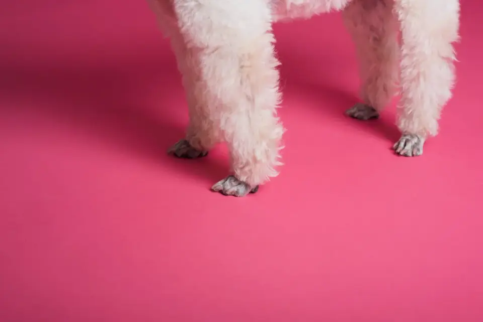 Veterinarian palpating a dog's hind legs during a wellness exam