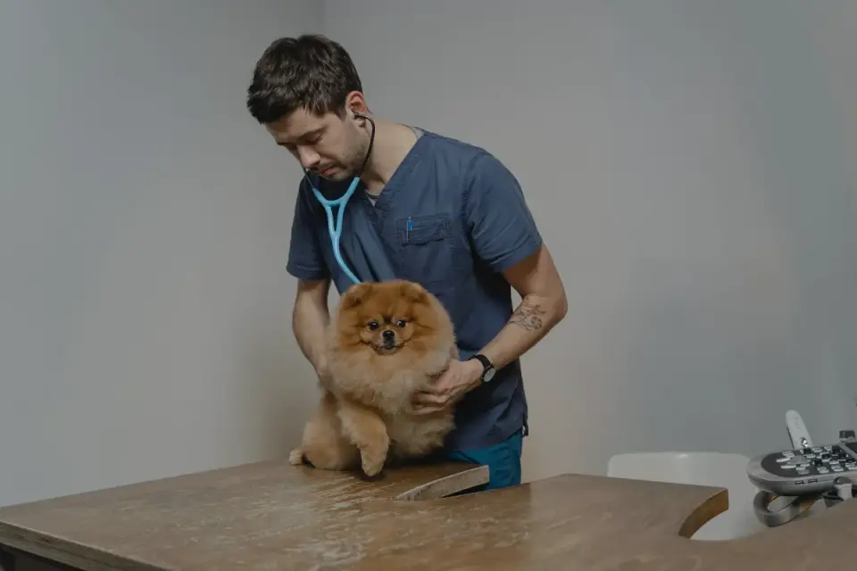 Veterinarian reviewing a dog&#x27;s bloodwork results with the owner in an exam room
